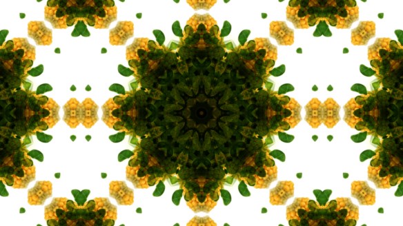 historic market in Florence LIGHT FESTIVAL 2012_2