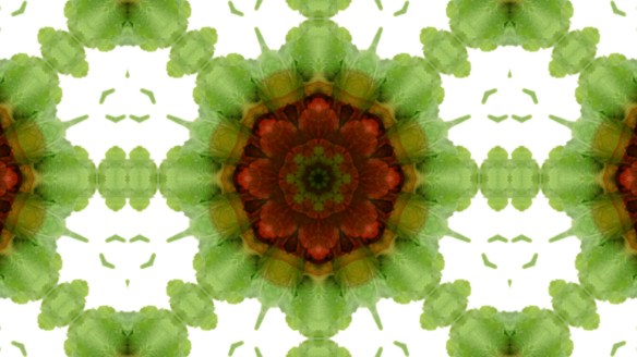 historic market in Florence LIGHT FESTIVAL 2012_5